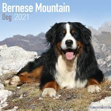 2021 calendar in printable format with: Bernese Mountain Dog Calendar Dog Breed Calendars Pet Prints Inc