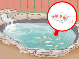 Desain dasar kolam ikan koi. Cara Membuat Kolam Koi Dengan Gambar Wikihow