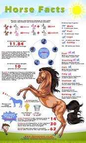 The next best is to use your horse's type and height to get the weight from the standard published weights in the table below. Infographicfile Com Horse Facts Interesting Facts About Horses Horse Lessons
