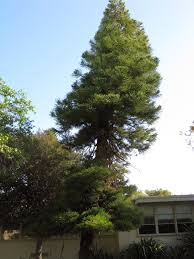 Image result for Araucaria columnaris
