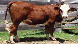 For domestic use, they are livestock for dairy products, such as milk, cream, cheese and butter. Brahman Homestead On The Range