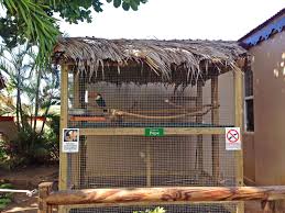 Bird Aviary Near Me Outdoor Parrot Aviary Plans Bird House Kits Bird Houses Backyard Birds