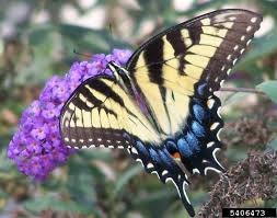 For those wanting to attract monarch butterflies to their garden, nothing does the trick like planting milkweed, the host food plant for monarch caterpillars. Eastern Tiger Swallowtail Papilio Glaucus Natureworks