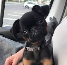 pin on puppies