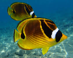 Black And Yellow Fish Raccoon Butterflyfish Chaetodon Lunula Underwater Fish Underwater Photos Tropical Fish