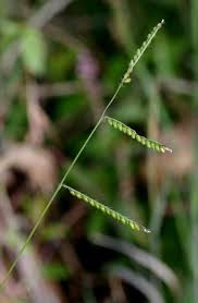 Image result for Urochloa
