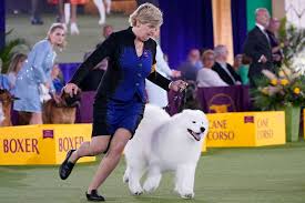 A pekingese named wasabi hotdogged his way to best in show at the 2021 westminster dog show. Vu4kwgkssukgem