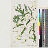 Image result for Senecio milanjianus