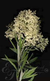 Image result for Buddleja saligna