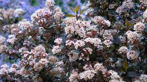 Flowering plum trees are very low maintenance plants that need minimal pruning. Dwarf Shrubs For Small Spaces