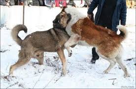 Ruyada Kopek Kavgasi Ayirmak Ruyandagor Com