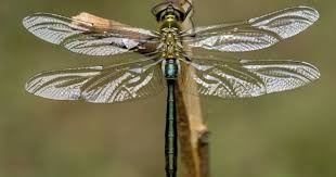 Brillant Emerald Dragonfly Somatochlora Metallica Dragonfly Photos Dragonfly Damselfly