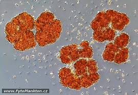 Image result for Pycnobotrya