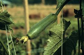 Image result for Luffa