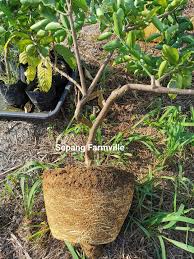 Siapkan media tanam untuk biji bidara yang sudah berkecambah. Cara Rawat Pokok Buah Yang Berbunga Tapi Buah Tak Lekat Buat 2 Langkah Ini Supaya Dapat Merasa Hasilnya Vanilla Kismis