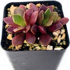 Image result for Anacampseros subnuda