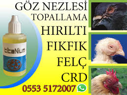 Tavuk Hastaliklari Ve Cozumleri Gonderiler Facebook