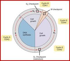 Check spelling or type a new query. Cell Division Types Stages Processes Plantlet