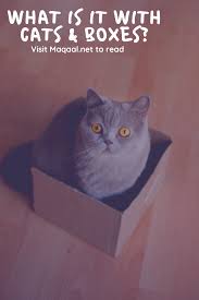 What Is It With Cats And Boxes In 2020 Cats Cat Sleeping Cat Behavior