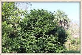 Image result for Huberantha