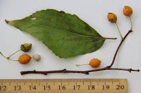 Image result for Celtis tetrandra