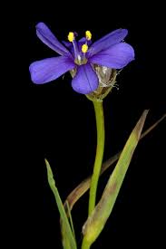 Image result for Aristea