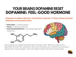 Image result for Dopamine