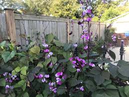 Jun 15, 2021 · wisteria is a woody vine with deep green foliage that can stretch to 30 feet or longer under prime growing conditions. The Ornamental Hyacinth Bean Is Not For Eating