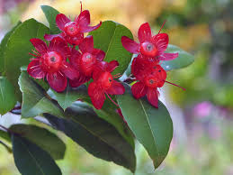 Image result for Ochna kirkii