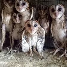 Maybe you would like to learn more about one of these? Jual Burung Hantu Barn Owl Tyto Alba Serak Jawa Di Lapak Wan Wan Shui Bukalapak