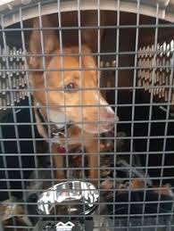 We did not find results for: Pet Transport Pro Pettransportpro Profile Pinterest