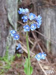 Image result for Rhipidoglossum delepierreanum