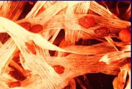 Image result for Scleria griegifolia