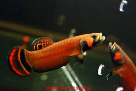 Betta macrostoma fry near the surface of the water betta macrostoma fry hiding amongst the cluster of floating plants 7 week old betta macrostoma fry about 6mm in length Let S Preserve Wild Betta Macrostoma Pair Betta Betta Fish Betta Fish Types