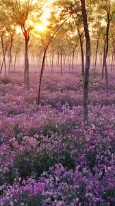 Maybe you would like to learn more about one of these? Purple Flower Tree Views Wallpaper Sc Smartphone