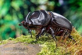 Check spelling or type a new query. Afrikanischer Nashornkafer Oryctes Monoceros Kaufen