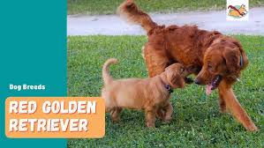 Jan 27, 2021 · it's normal for dogs to deliver a dark green or bloody fluid after the first puppy, but if this happens before the first puppy, call the vet. Growing Up Golden Golden Retriever Puppies Too Cute Youtube