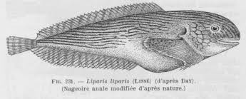 Image result for Liparis mulindana