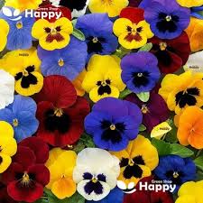 Image result for Viola x wittrockiana `Hiemalis`