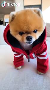 Tiktok Watch Funny Short Videos Cute Animals Cute Baby Animals Cute Puppy Videos