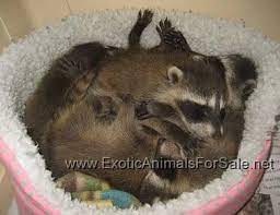 Maybe you would like to learn more about one of these? Raccoons For Sale