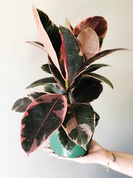 Ficus Decora Ruby Ficus Elastica Rubber Plant Live House Plant Plants Ficus Live House Plants