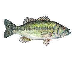 Largemouth Bass Watercolor Fine Art Print In 2021 Fish Painting Fine Art Prints Watercolor Fish
