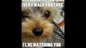 See more of cute & funny animal memes on facebook. New Funny Animal Memes Clean Memes Cute Memes Humor Memes