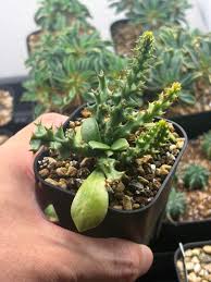 Image result for Euphorbia fanshawei
