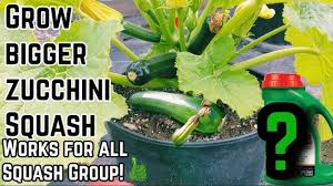 Maybe you would like to learn more about one of these? Why Zucchini Turning Yellow And Rotting This Will Save Your Plants Fast Youtube