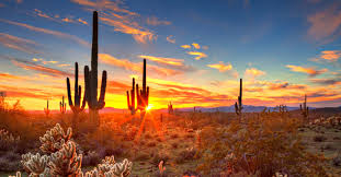 The new discount codes are constantly updated on couponxoo. The Noble And Iconic Saguaro Cactus Wekopa
