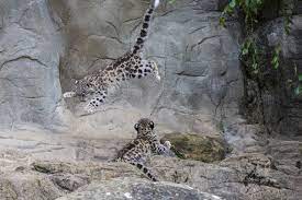 zoo zurich zooschweiz zoosuisse