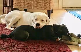 Pet Poems Celebrating The Companionship Of Our Pets