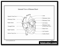 Click on the coloring sheet icons to download and print.have fun! Heart Anatomy Coloring Pages 20 Astounding Human Page With Free Print And Color Online
